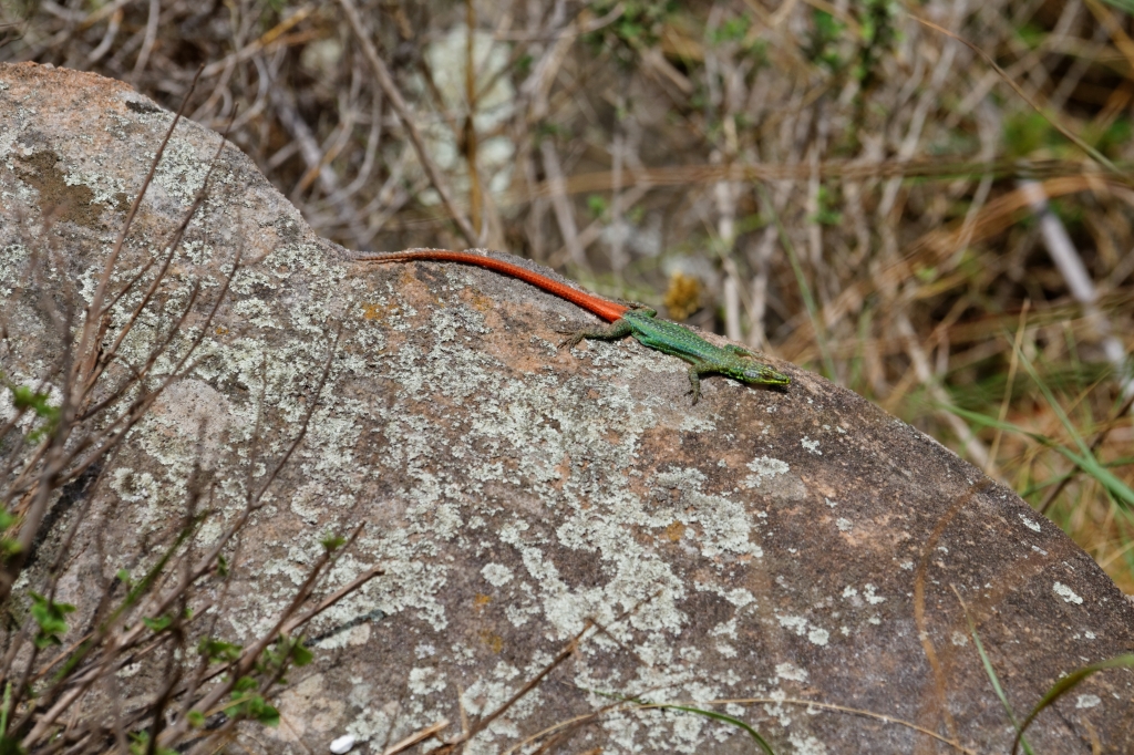 08 - Blyde River Canyon NP (13).jpg
